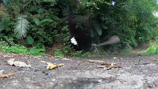 Red Helen Butterflies fly in slow motion Papilio helenus [upl. by Lanam]