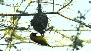 Vitelline MaskedWeaver building nest [upl. by Jdavie]