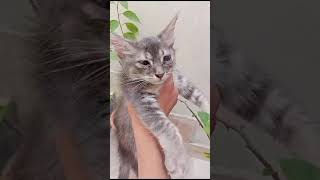 new funny meme  cat funny short  shorts school schoollife turkishangora funny cutememes [upl. by Eseerehc58]