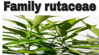 Family Rutaceae citrus family [upl. by Darci94]