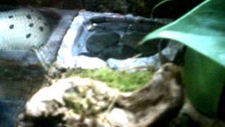 New 12 x 12 x 18 Exo Terra Terrarium Vivarium for Dart Frog  Azureus Pair [upl. by Illib]