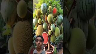 New fruits planting ideas jackfruit gardening shorts [upl. by Granoff]