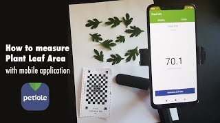 How to Measure Leaf Area with Mobile Application  StepbyStep Guideline from Petiole [upl. by Potts953]