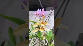 Cattleya forbesii var RoseaShorts125 [upl. by Enrak]