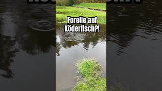 Forelle auf Köderfisch 😱 👉 100 angeln forellenangeln raubfischangeln [upl. by Adallard]