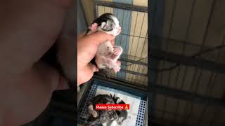 Have a new born baby cat day 😺 catlover cute cat kitten funnycatsanddogsnew20 trending shorts [upl. by Enale]