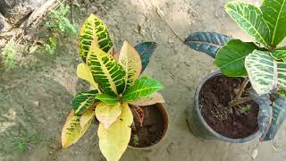 Cronton plant care Tips  कोटिन घर आने के बाद क्यो मरता है why Cronton leaves Fall [upl. by Dona]