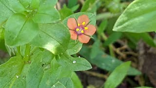 Ці милі червоні квіточки на городі  отруйні Курячі очка польові Anagallis arvensis L [upl. by Alfeus195]