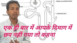 नेफ्रॉन का चित्र बनाना सीखे काफी आसान तरीके से How to draw Nephron [upl. by Leikeze]