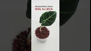 Easy Convert from Soil to LECA  shorts alocasiablackvelvet semihydro semihydroponics [upl. by Eivi463]