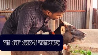 একটা অবুঝ প্রানী ও বুঝিয়ে দিল আপনজনকে ফেলে আসা কতটা কষ্টদায়ক।Gorur Cokhe pani [upl. by Theone735]