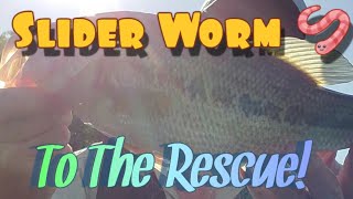 Slider Worms And New Water [upl. by Sivrahc]