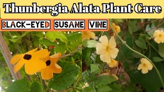 Thunbergia Alata plant care and propagation Blackeyed Susane vine shade loving flowering plant [upl. by Erund]