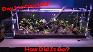 55 Gallon Planted Community Aquarium  Day 1 to Day 180 [upl. by Aiekat]