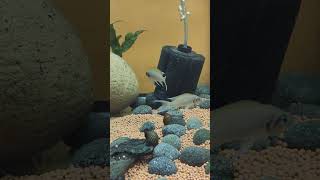 Brichardi cichlid  Brichardi cichlid tank  Brichardi cichlid breeding aquarium cichlid shorts [upl. by Sheryle426]