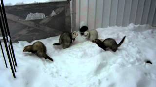 Ferrets playing in snow [upl. by Seavir]