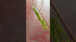 Grasshopper🦗 subscribe my channel plz [upl. by Valenka]