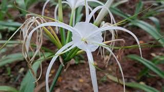 Flowers of Hymenocallis littoralis [upl. by Sillek]