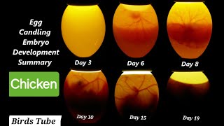 Egg Candling from day 1 to 21  Egg Candling Process [upl. by Evelunn]