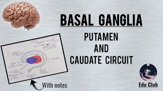 BASAL GANGLIA  Caudate And Putamen Circuit  Clinical Dysfunction  QNAPG [upl. by Polky772]