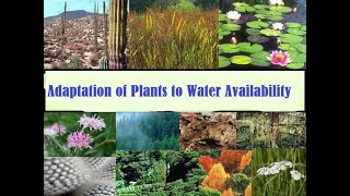 Plant Adaptation to water Adaptation of plants to water availability [upl. by Memberg]