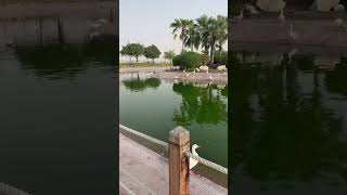 Beauty of Al Bayt Stadium and Duck Lake shorts [upl. by Eitten]