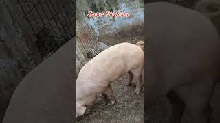 Big boar large white pig🔥pig animals shorts pets viralvideo [upl. by Ydda]