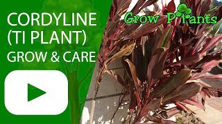 Cordyline  grow amp care Ti Plant [upl. by Kevina89]