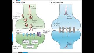 Neurons  Types Of Neurons  Study Lovers [upl. by Koerner]