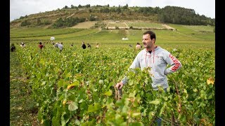 JeanMarc Roulot Vendanges 2018 [upl. by Sennahoj]