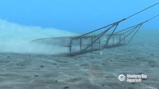 How Seafood is Caught Dredging [upl. by Ennylhsa391]