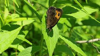 Common Woodnymph Cercyonis pegala [upl. by Everick]