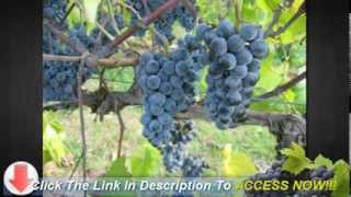 Growing Grapes on Trellis Secrets on How to Grow Grapes on Trellis [upl. by Fulks]