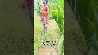 Farming work in Kerala Farm short shortvideo shortsfeed [upl. by Jahdai327]