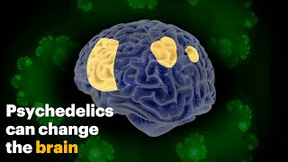 How Psychedelics Change the Brain [upl. by Yrnehnhoj19]