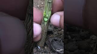 TCut Lemon Tree Grafting  Expert Techniques for Successful Grafting [upl. by Anerat]