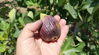 Best Dwarf Fig variety Improved Brown Turkey  English and Russian languages [upl. by Akiemehs]