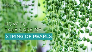 Best Tips to Care for String of Pearls Succulent Senecio rowleyanus  How to careguide [upl. by Jet]