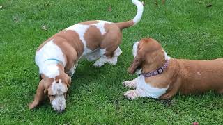 Basset hounds love to make friends [upl. by Namyw]