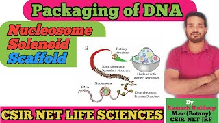 DNA Packaging  Nucleosome  Solenoid  Scaffold  CSIR NET life Sciences Unique life Sciences [upl. by Prudhoe]