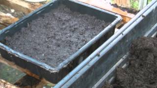 Sowing cucamelon seeds  Claires Allotment part 190 [upl. by Ennahs213]