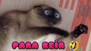 🤣 Videos de Risa de Animales 🐶😹 Perros y Gatos Chistosos [upl. by Traggat436]