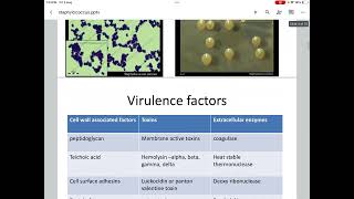 Virulence factors of staphylococcus aureus [upl. by Alletnahs979]