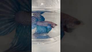 Siamese Fighting Betta Fish… VEIL TAIL BETTA FISH One Of The Beautiful Fish In The World [upl. by Eesdnyl]