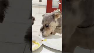 Pet Food Reviews 2024 🦴🐕 pets cute dogfood foodshorts puppy foodclips dogfooding [upl. by Ennaeerb]