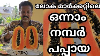 കേരളത്തിൽ ആദ്യത്തെ ഇൻഡോനേഷ്യൻ ഹോളണ്ട് പപ്പായ pappayaharvestingfruitsplantsexotic plants [upl. by Oibaf904]