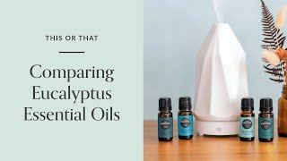 Eucalyptus Essential Oil Benefits amp Uses  Which One Is Best For Me [upl. by Berenice170]