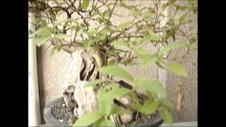 Premna Odorata Alagao Bonsai Progression [upl. by Roxi414]