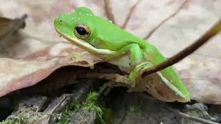 Hyla cinerea  Rana verde arborícola norteamericana  North American Green Tree Frog [upl. by Lattonia]