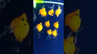 Best Schooling Fish  Molly Fish  fishlover aquariumhobby fishkeeping viralvideo shorts [upl. by Treb]